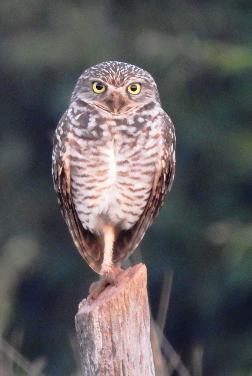 Burrowing Owl - Pete Read