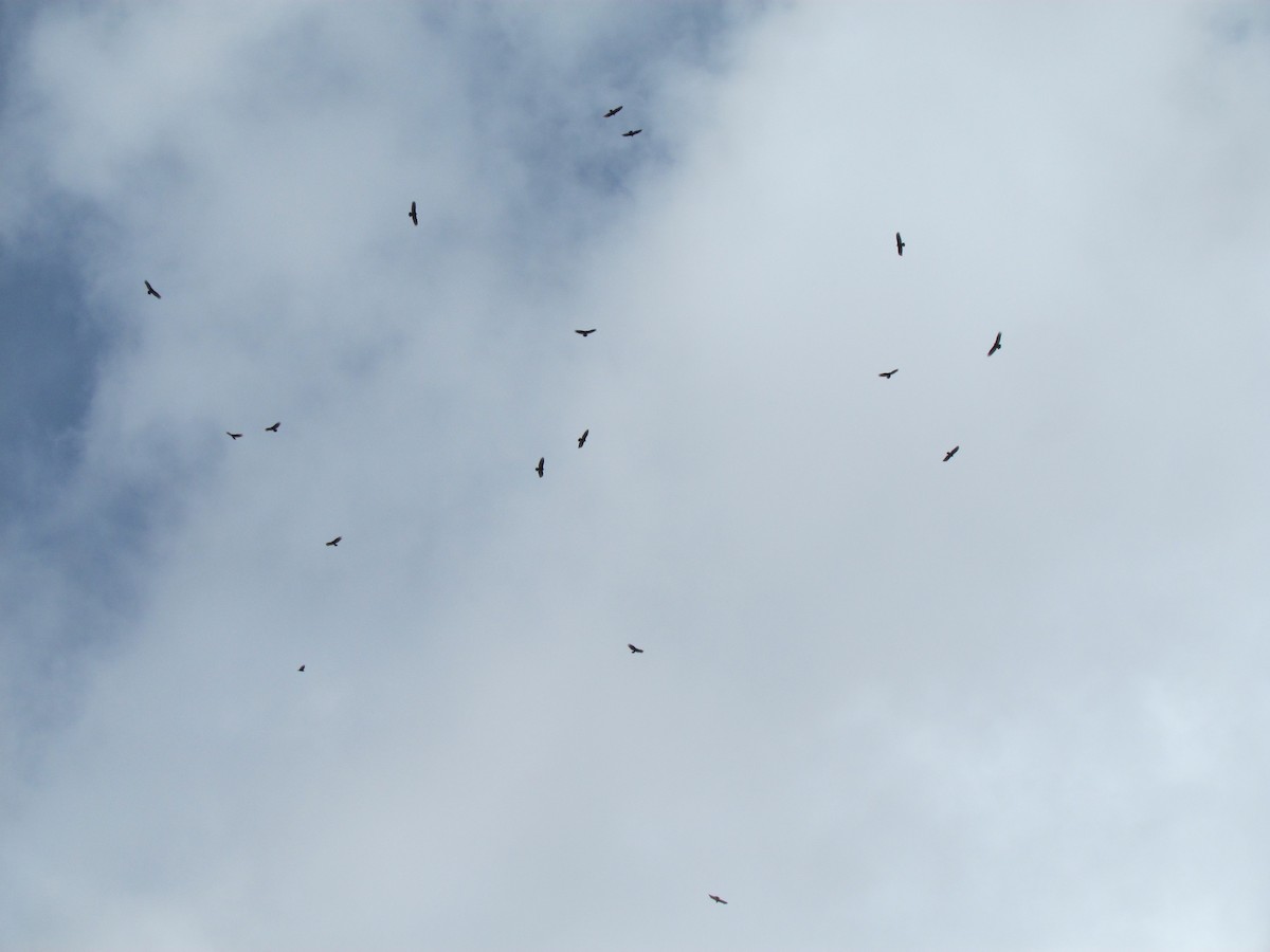 Turkey Vulture - ML93679091