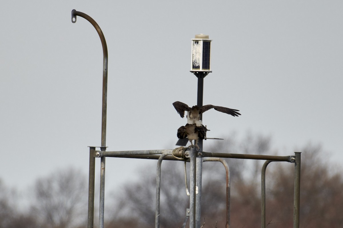 Osprey - S S Cheema