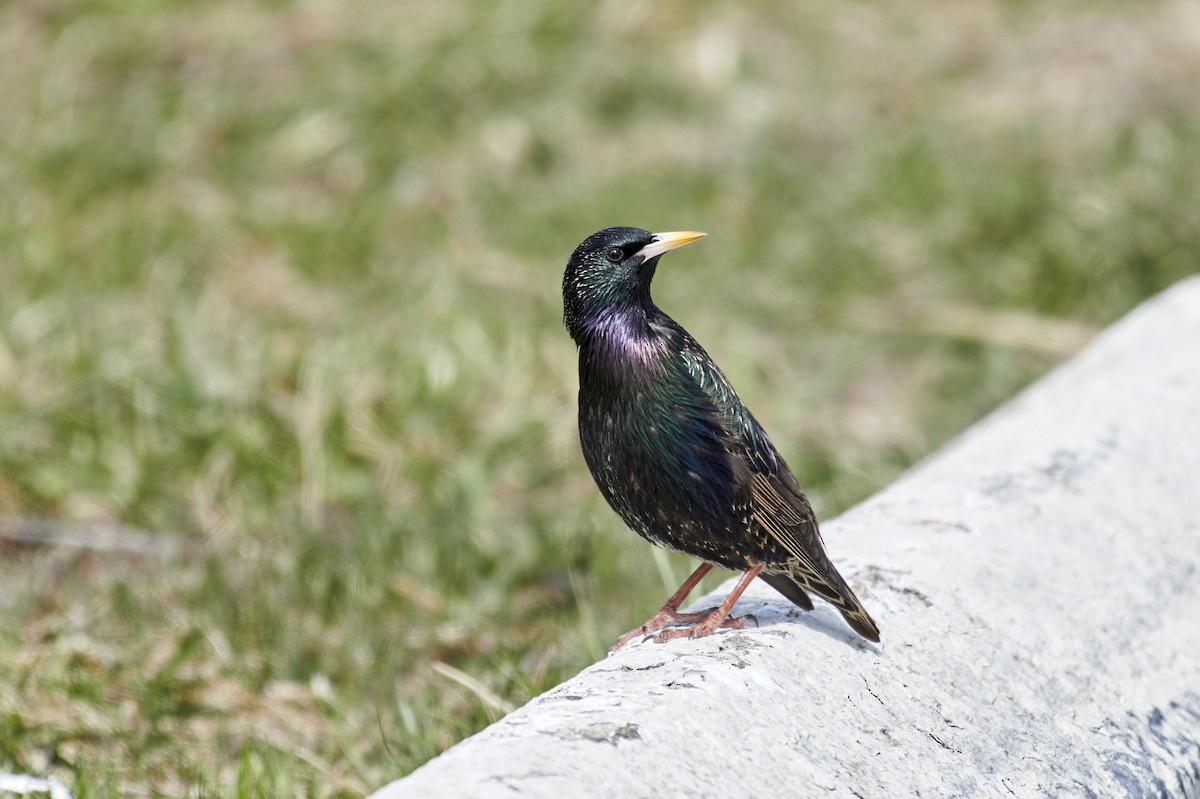 Хар тодол - ML93680161