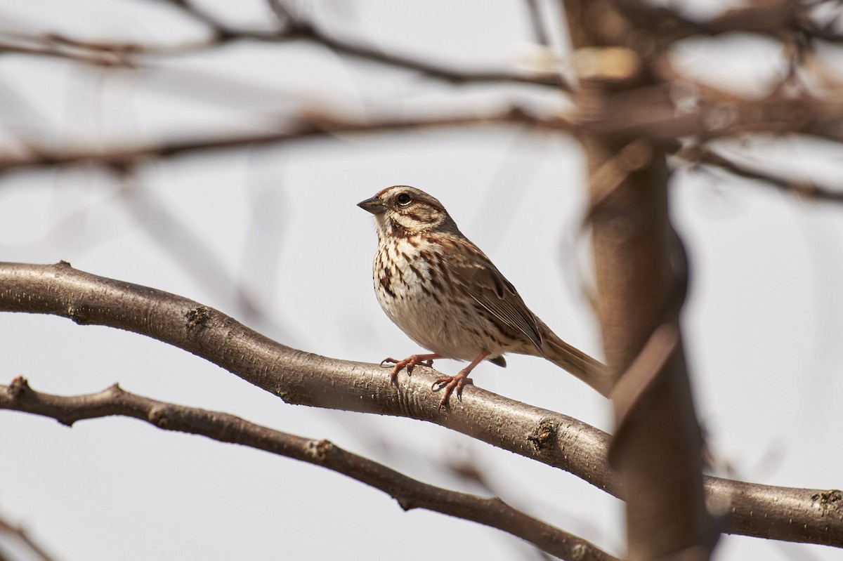 Song Sparrow - ML93680221