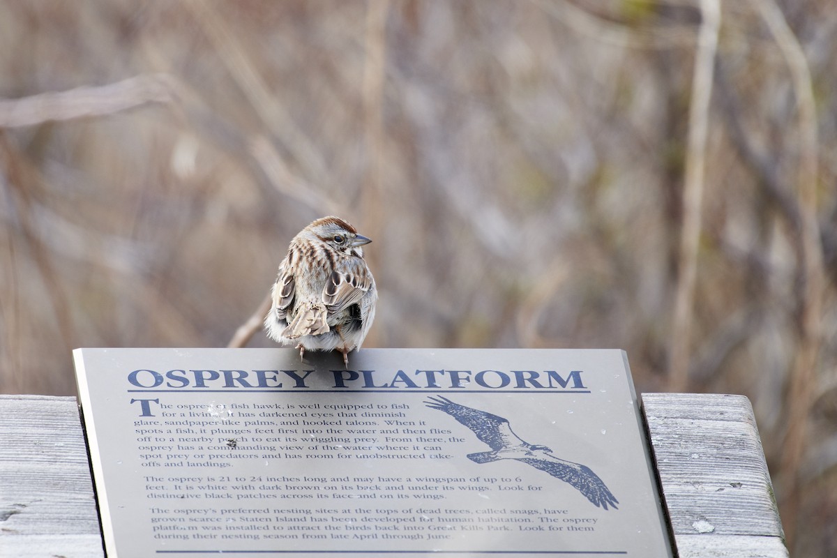 Song Sparrow - ML93680231