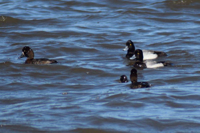 Lesser Scaup - Avery Campbell