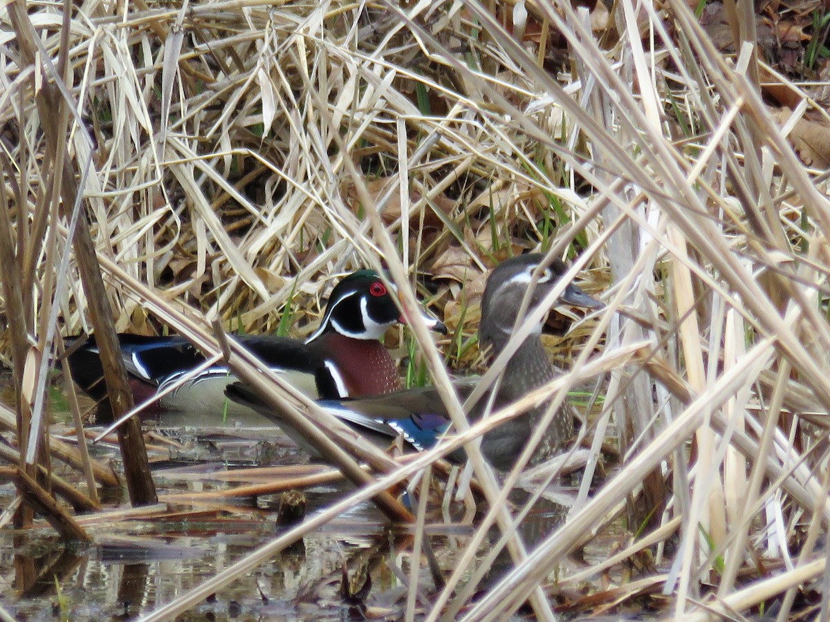 Canard branchu - ML93682351