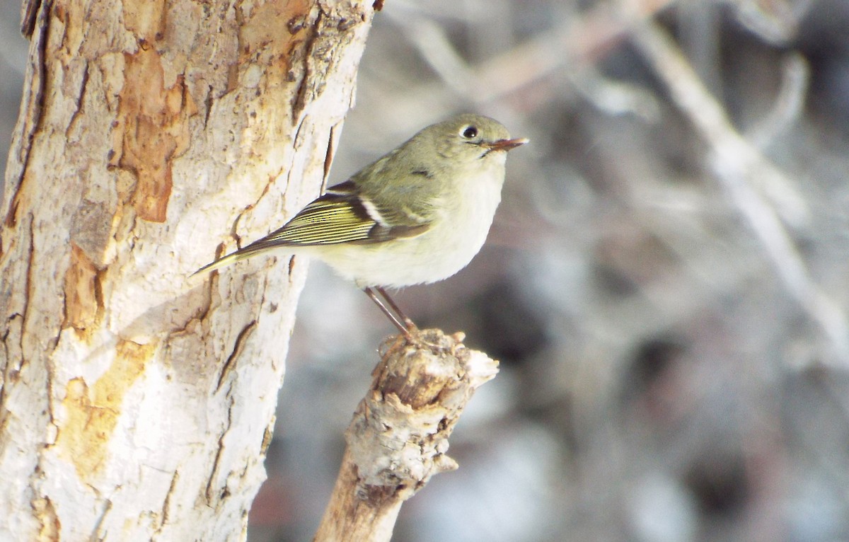 Ruby-crowned Kinglet - ML93682651