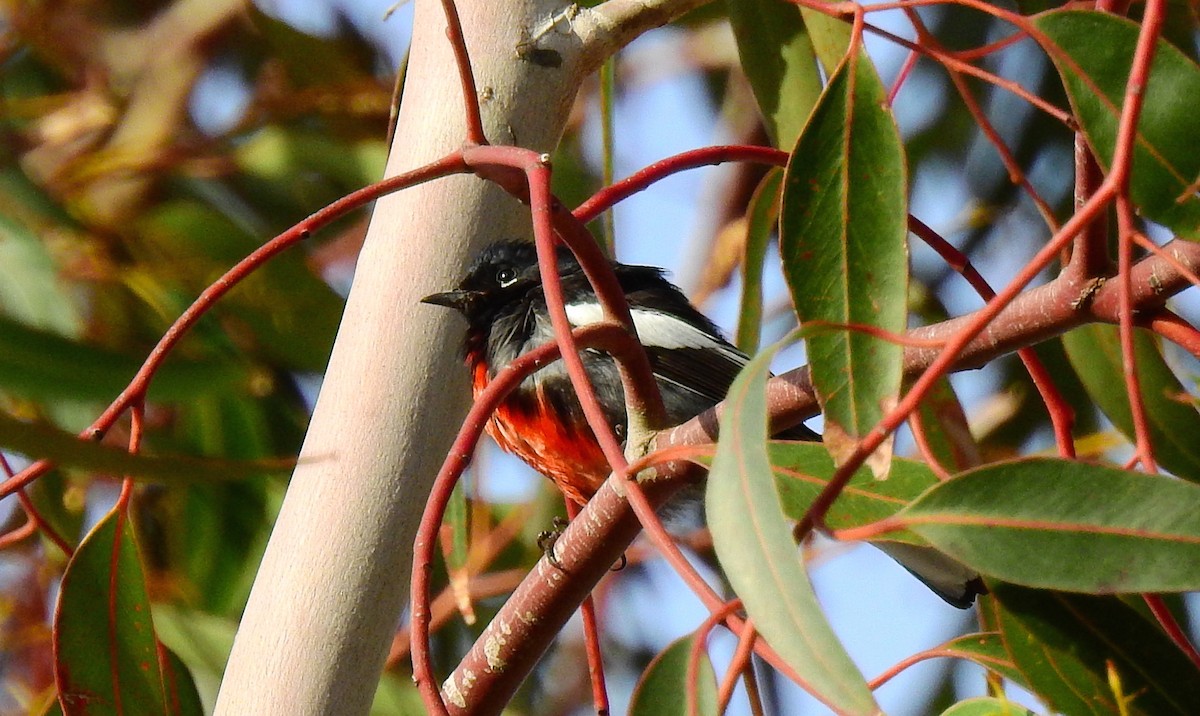 Painted Redstart - ML93682781