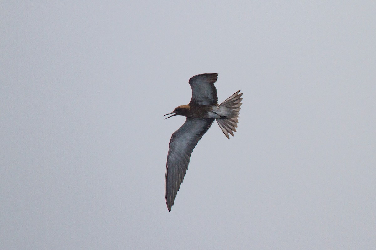 Sooty Tern - Tommy Pedersen