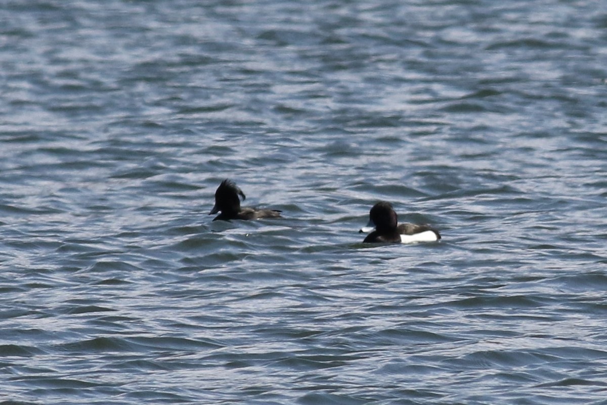 Tufted Duck - ML93683091