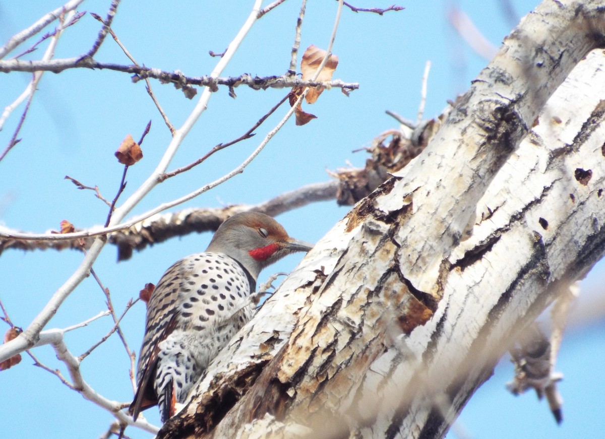 Northern Flicker (Red-shafted) - ML93683171