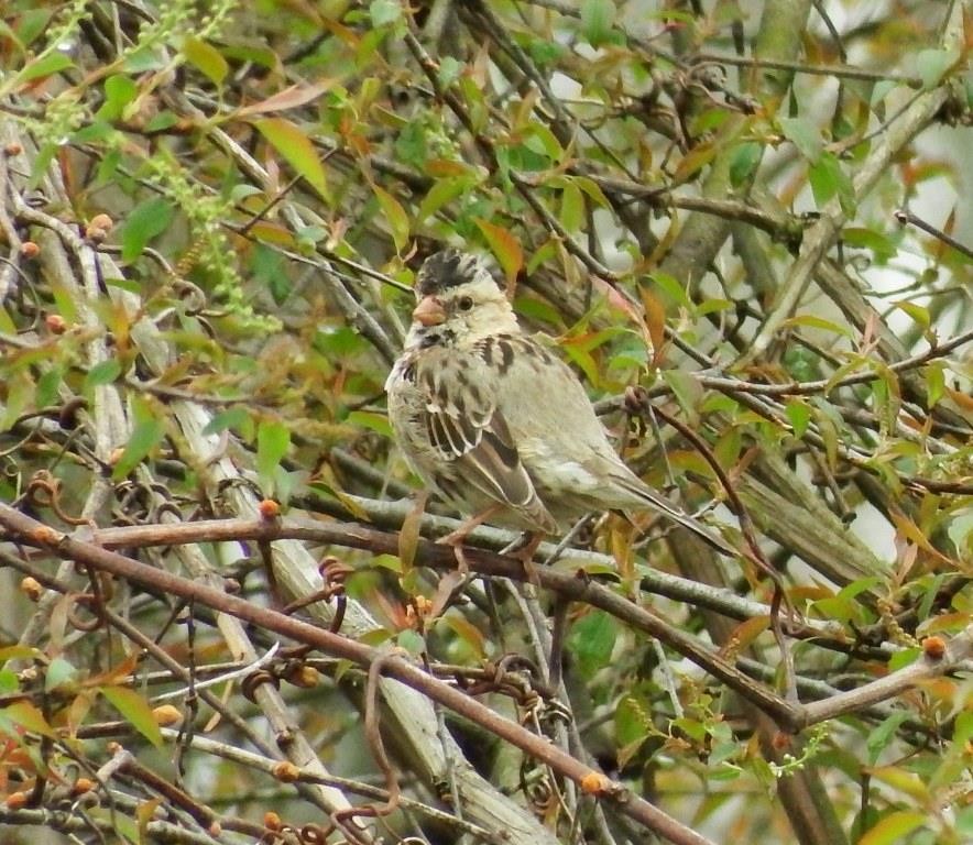 Harris's Sparrow - ML93684151