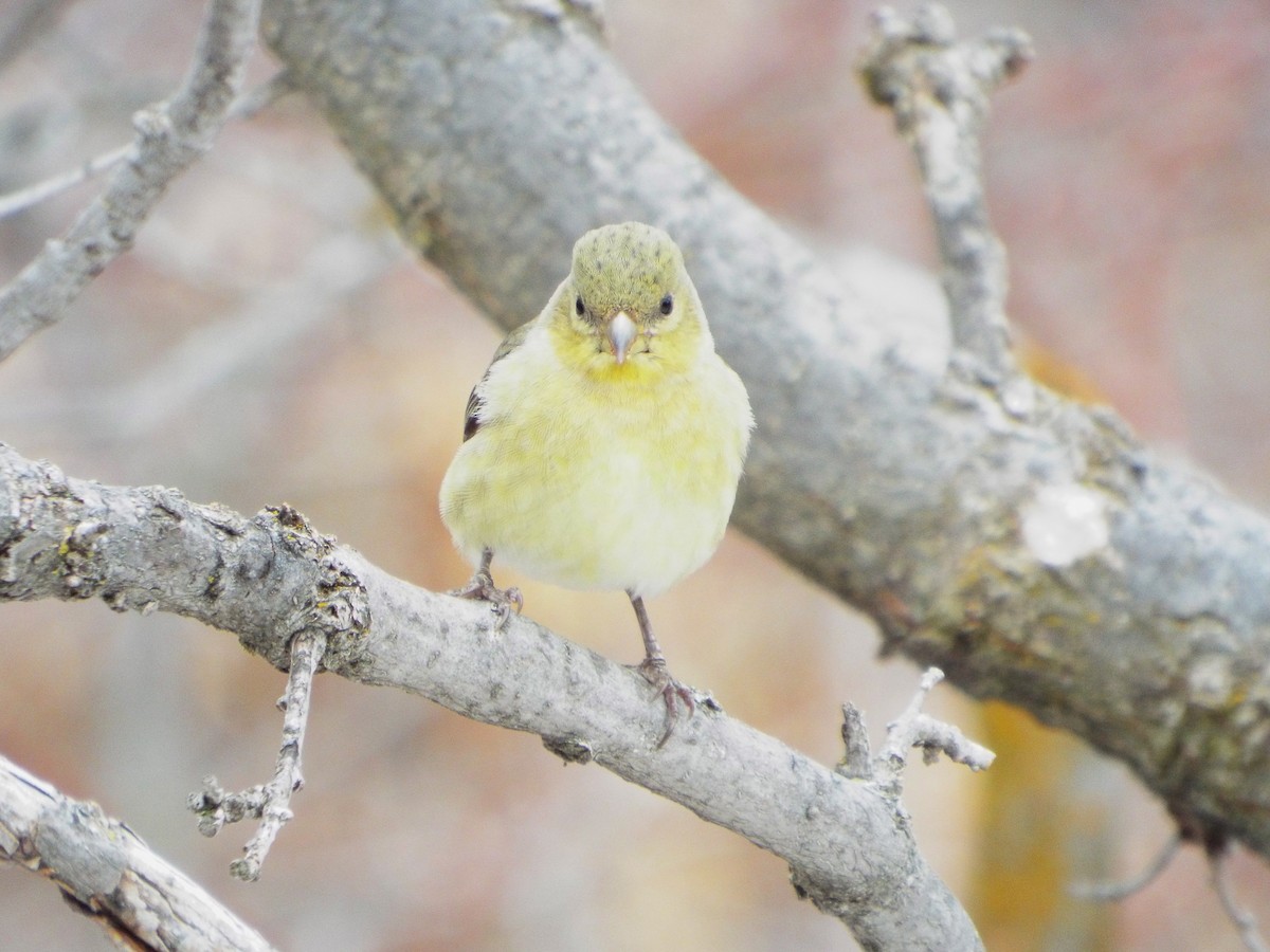 Lesser Goldfinch - ML93685771