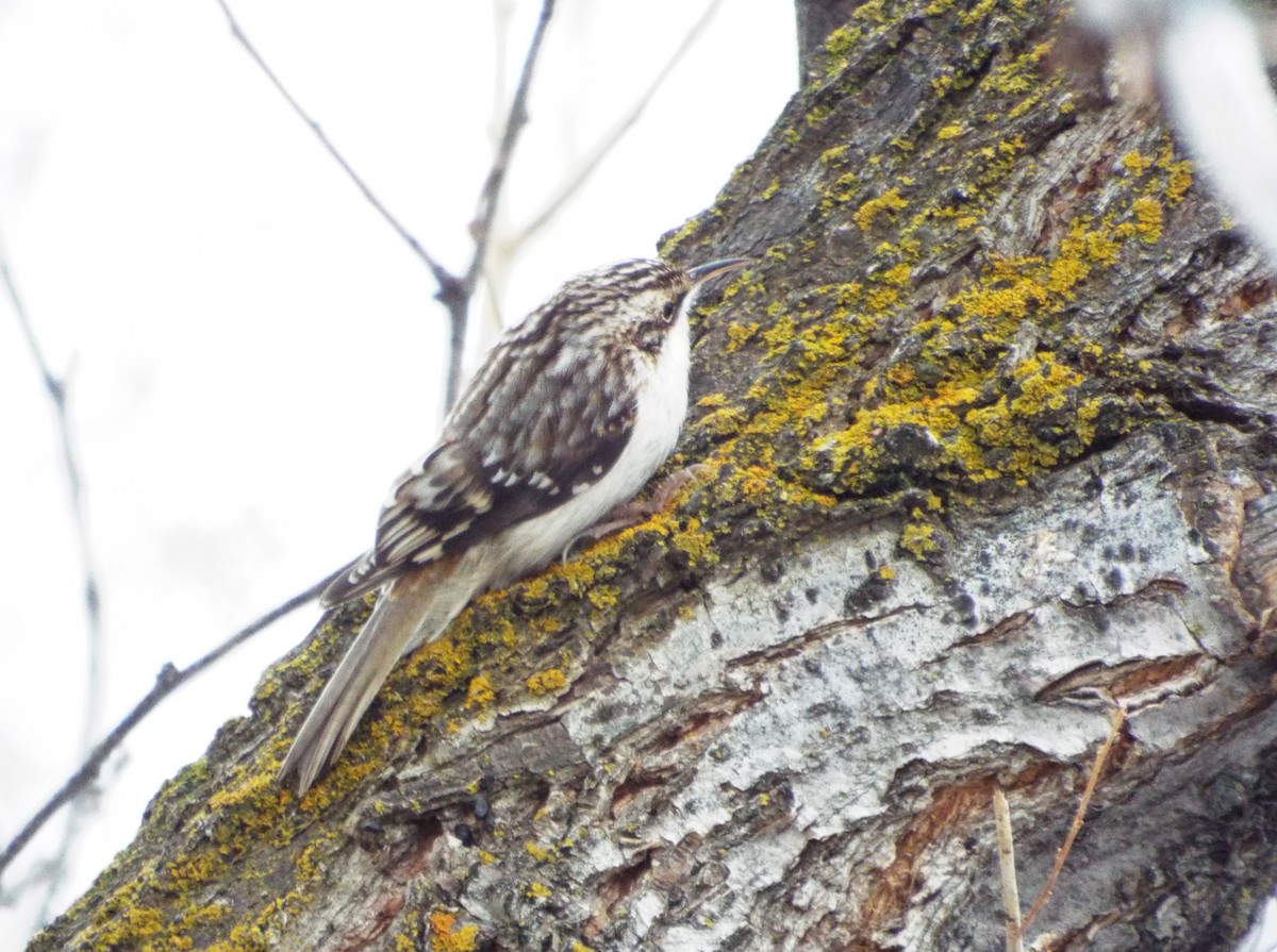 Brown Creeper - ML93685791