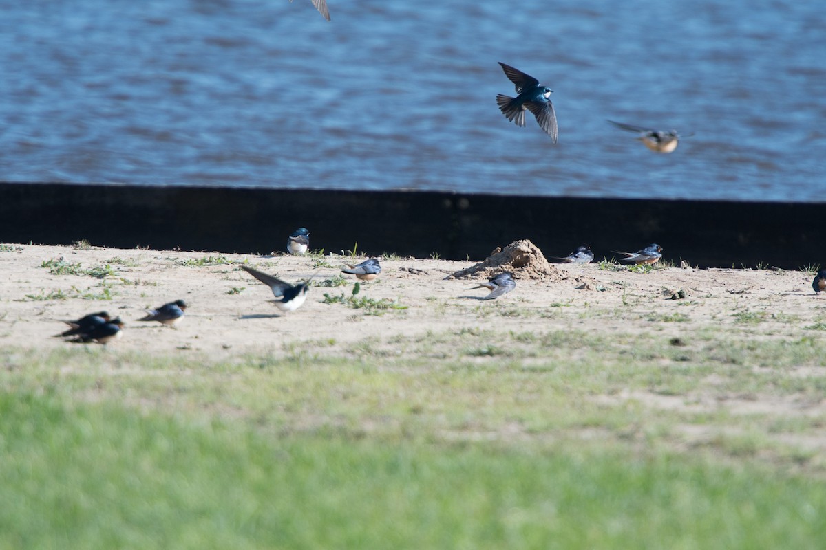 Tree Swallow - ML93685901