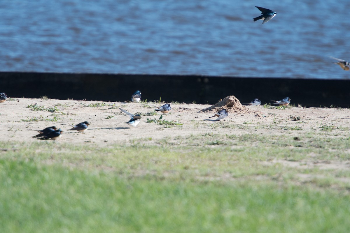 Tree Swallow - ML93685981