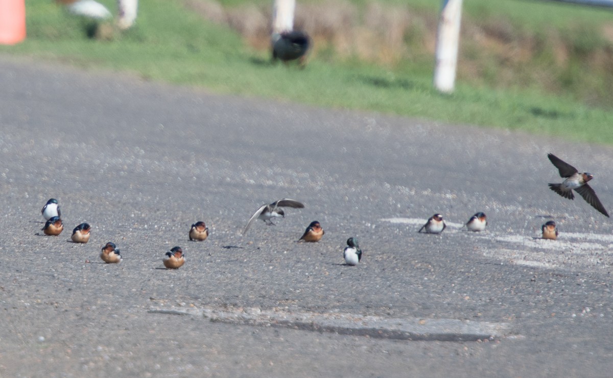 Cliff Swallow - ML93686181