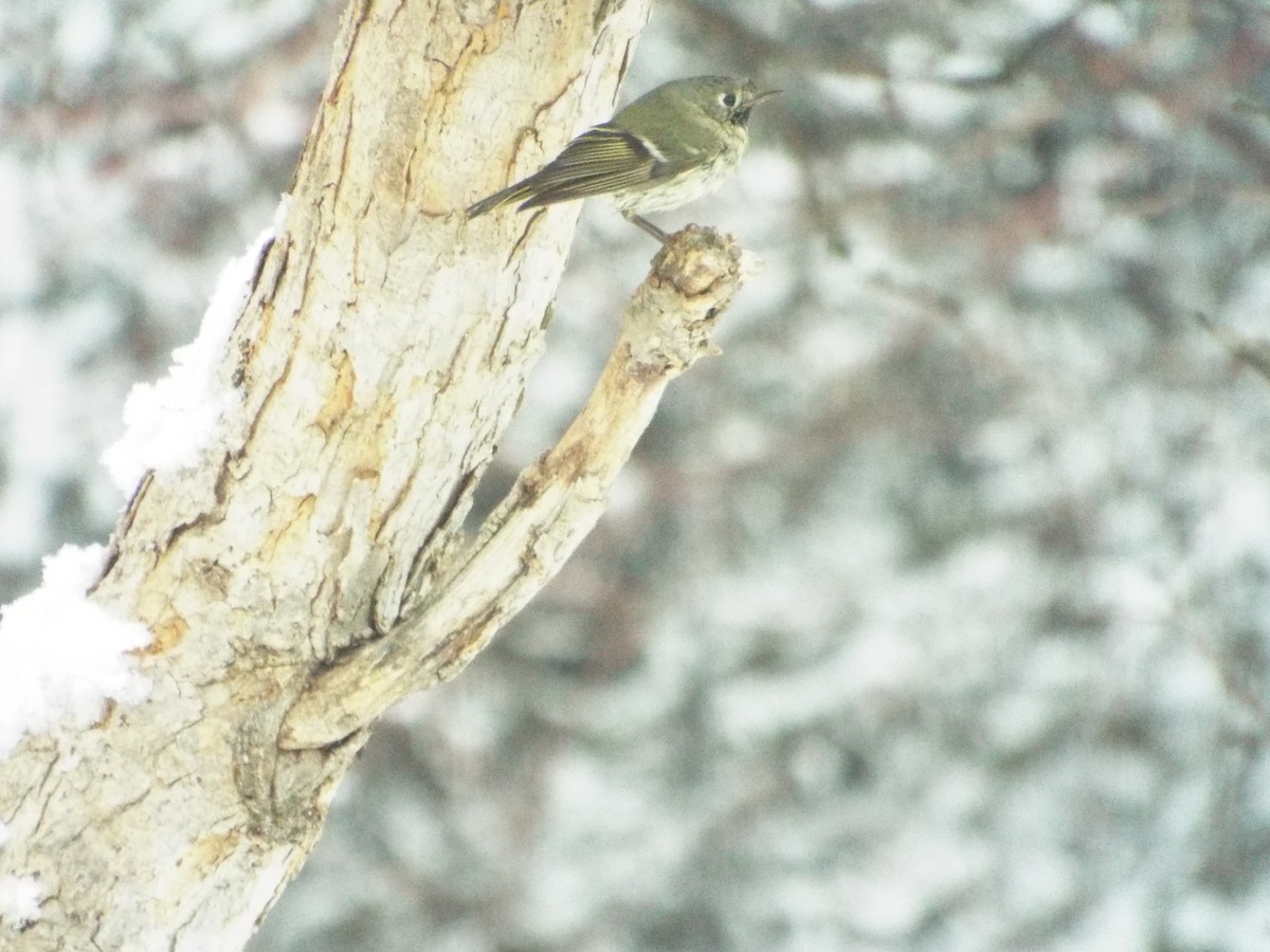 Ruby-crowned Kinglet - ML93688171