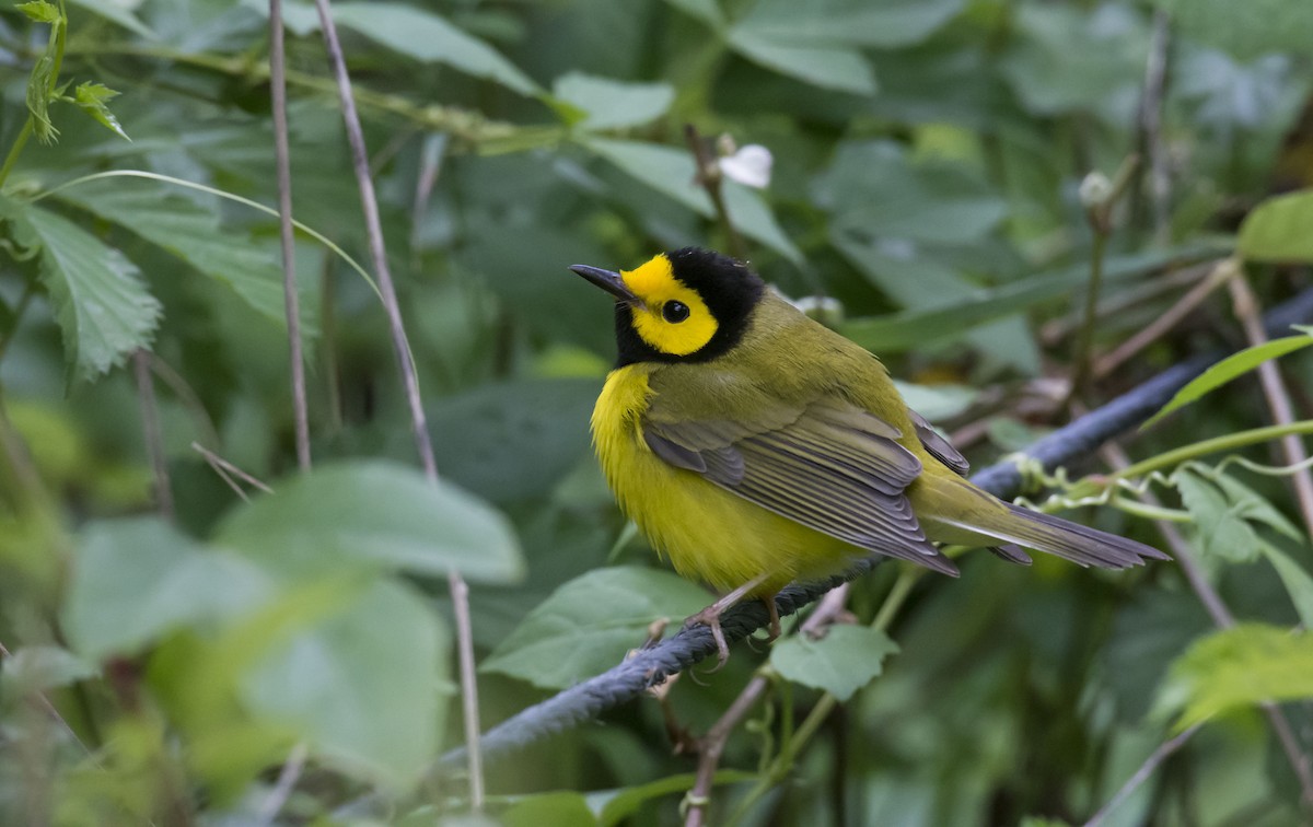 Hooded Warbler - ML93688551