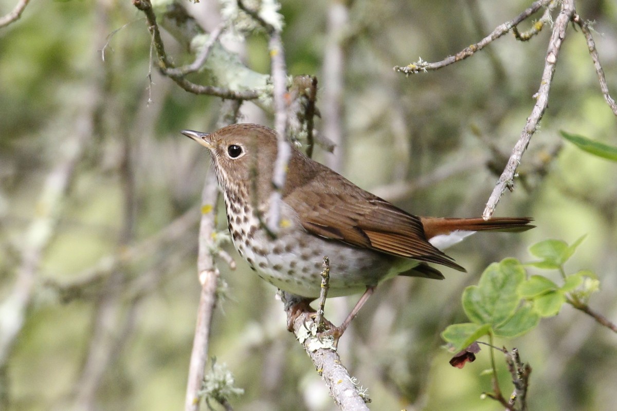 Hermit Thrush - ML93690271