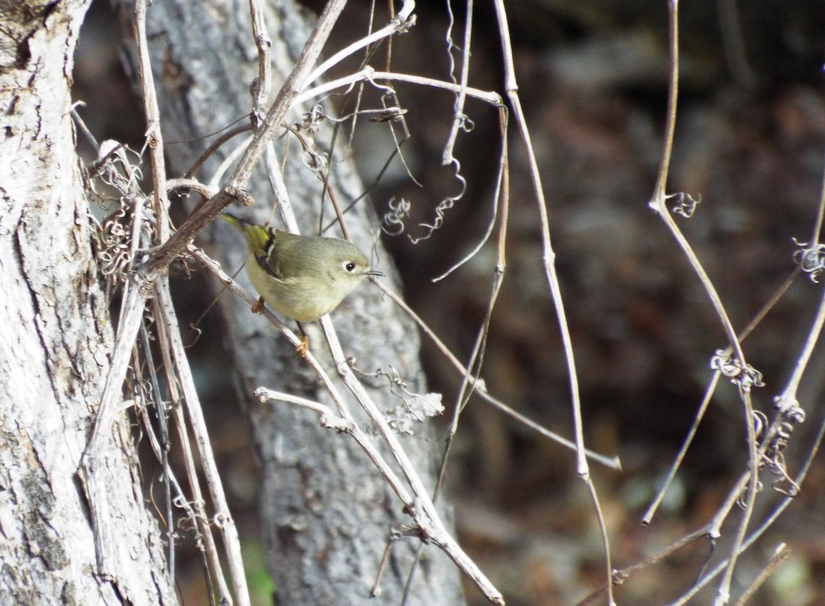 Ruby-crowned Kinglet - ML93692101