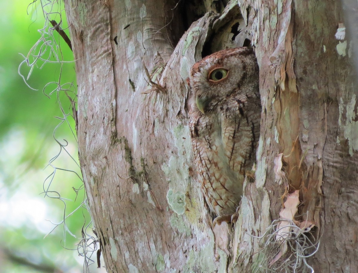 Eastern Screech-Owl - ML93692871