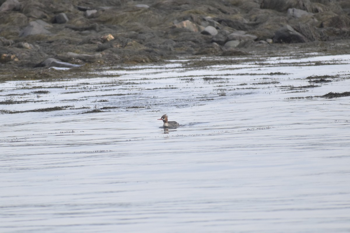 Red-breasted Merganser - Parker Bradley