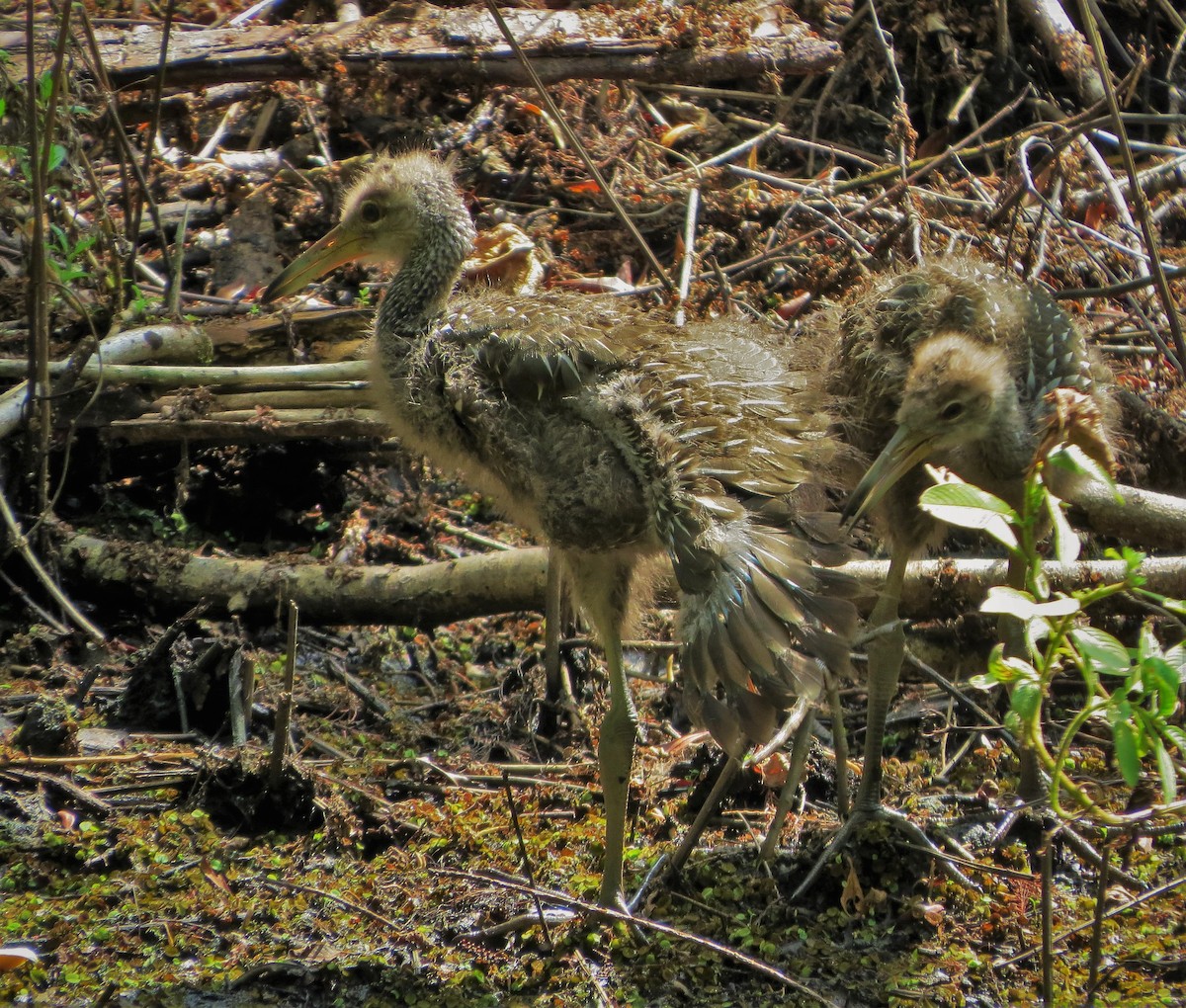 Limpkin - ML93692971