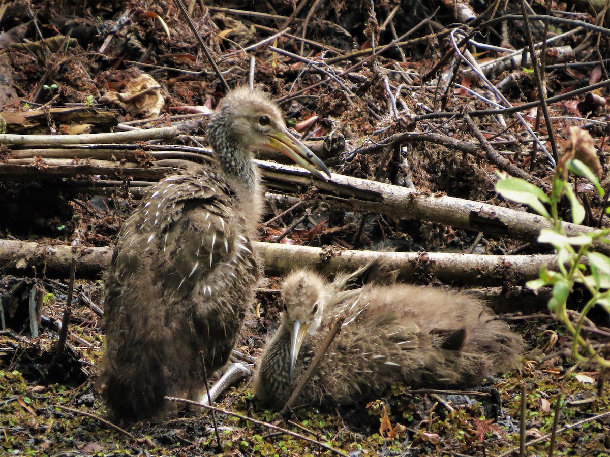 Limpkin - Susan Young