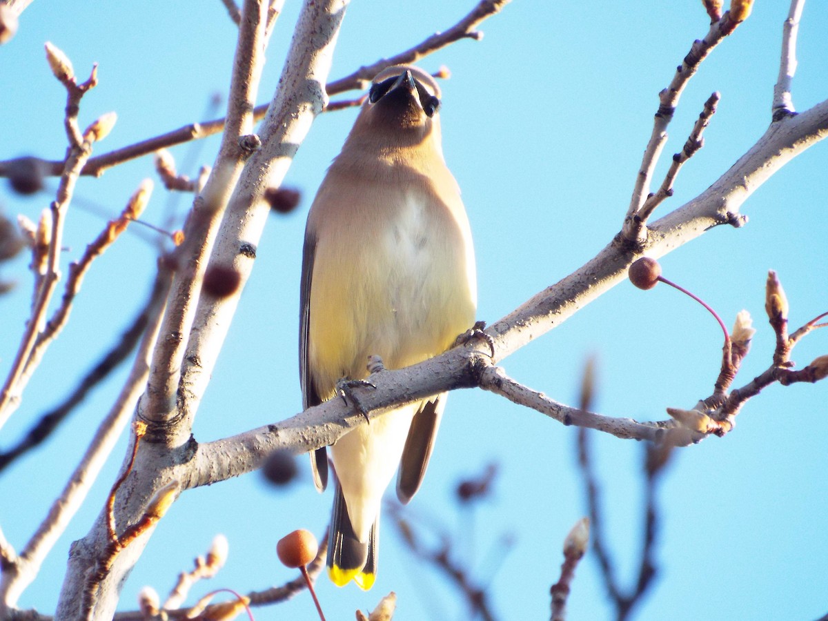 Cedar Waxwing - ML93693171