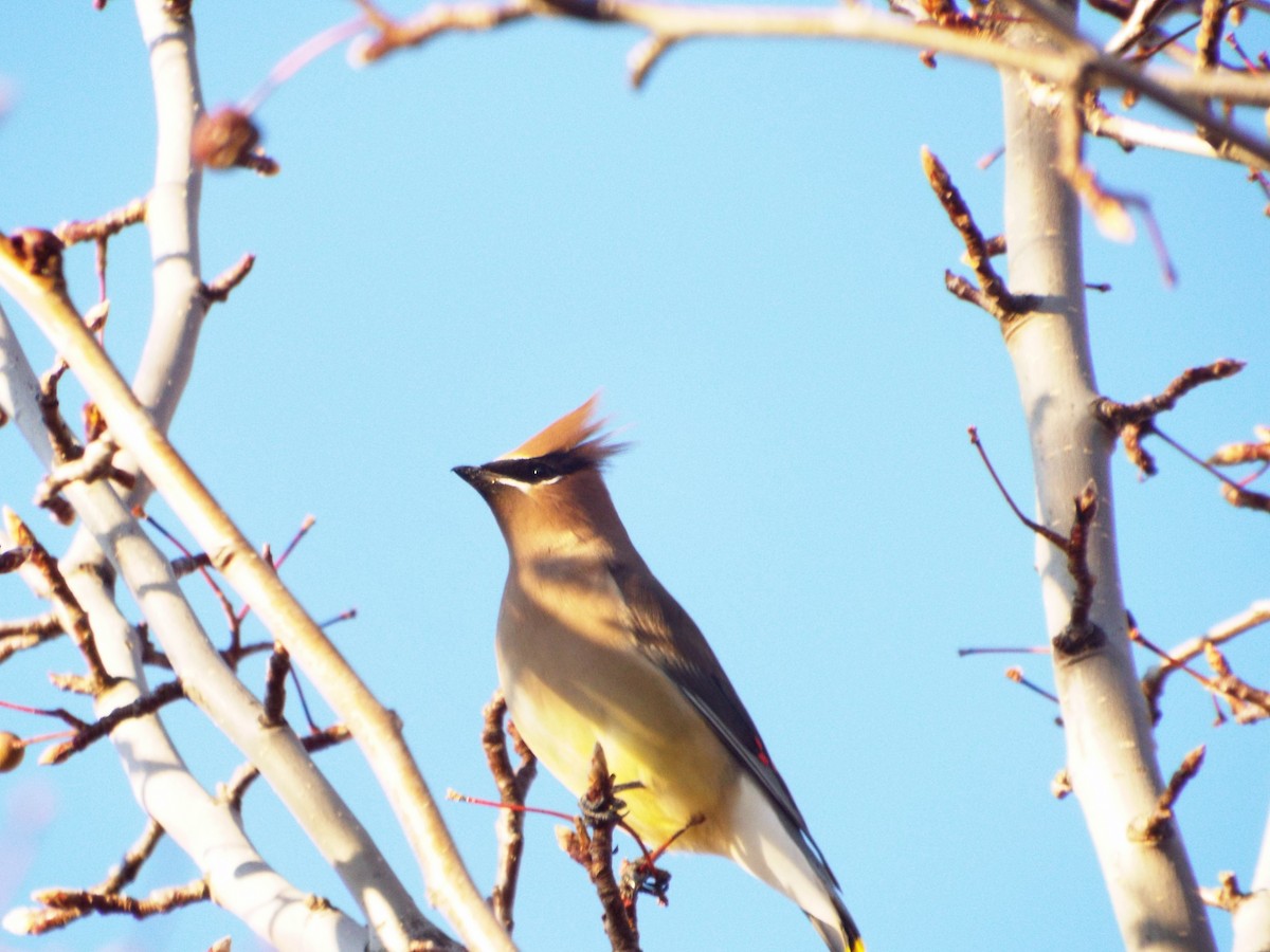 Cedar Waxwing - Brenton Reyner