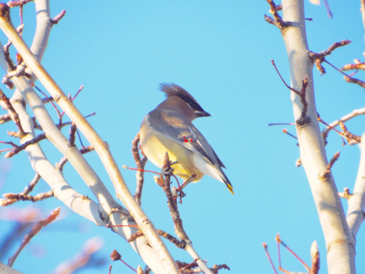 Cedar Waxwing - ML93693221