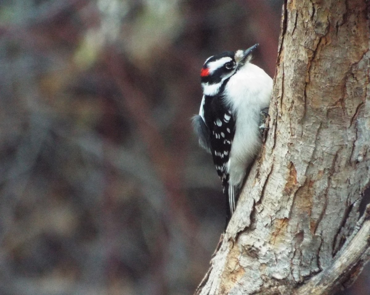 Downy Woodpecker - ML93694321