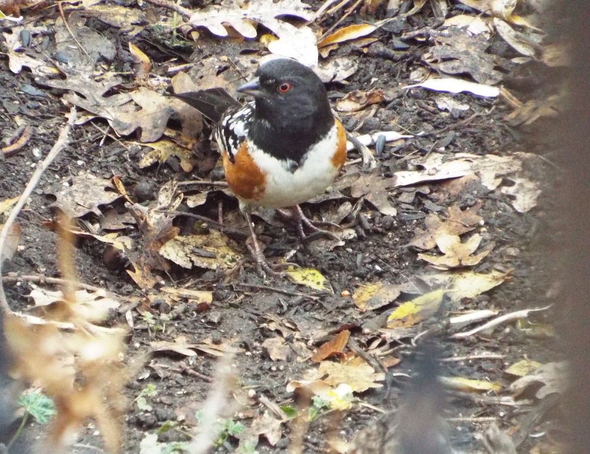 Spotted Towhee - ML93694341