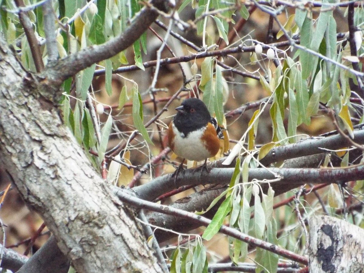 Spotted Towhee - ML93694351