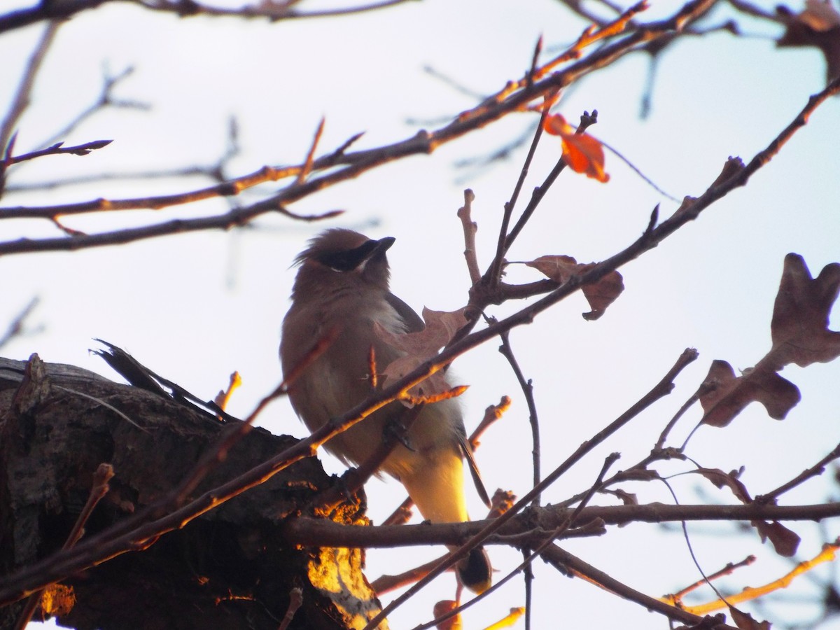 Cedar Waxwing - ML93694431