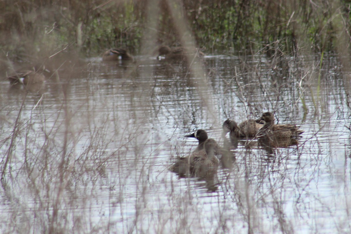 Blue-winged Teal - Billy Mitchell