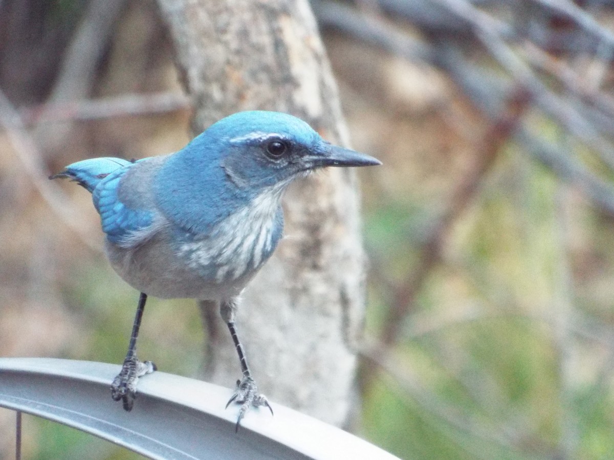 Woodhouse's Scrub-Jay - ML93694611