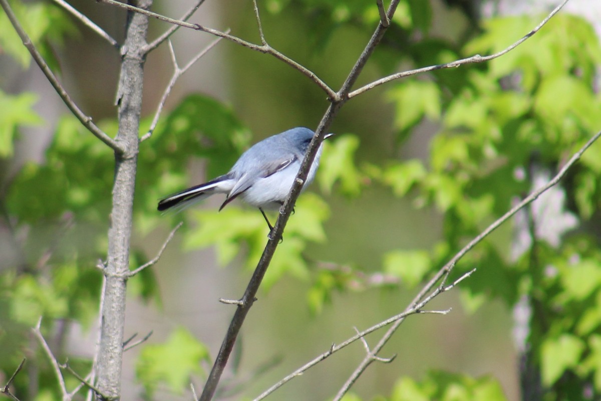 Blue-gray Gnatcatcher - ML93695621