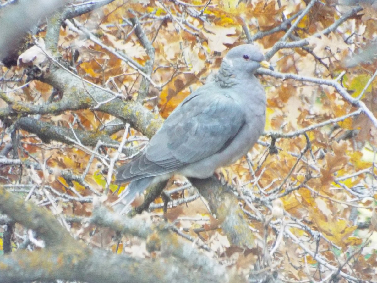 Band-tailed Pigeon - ML93696481