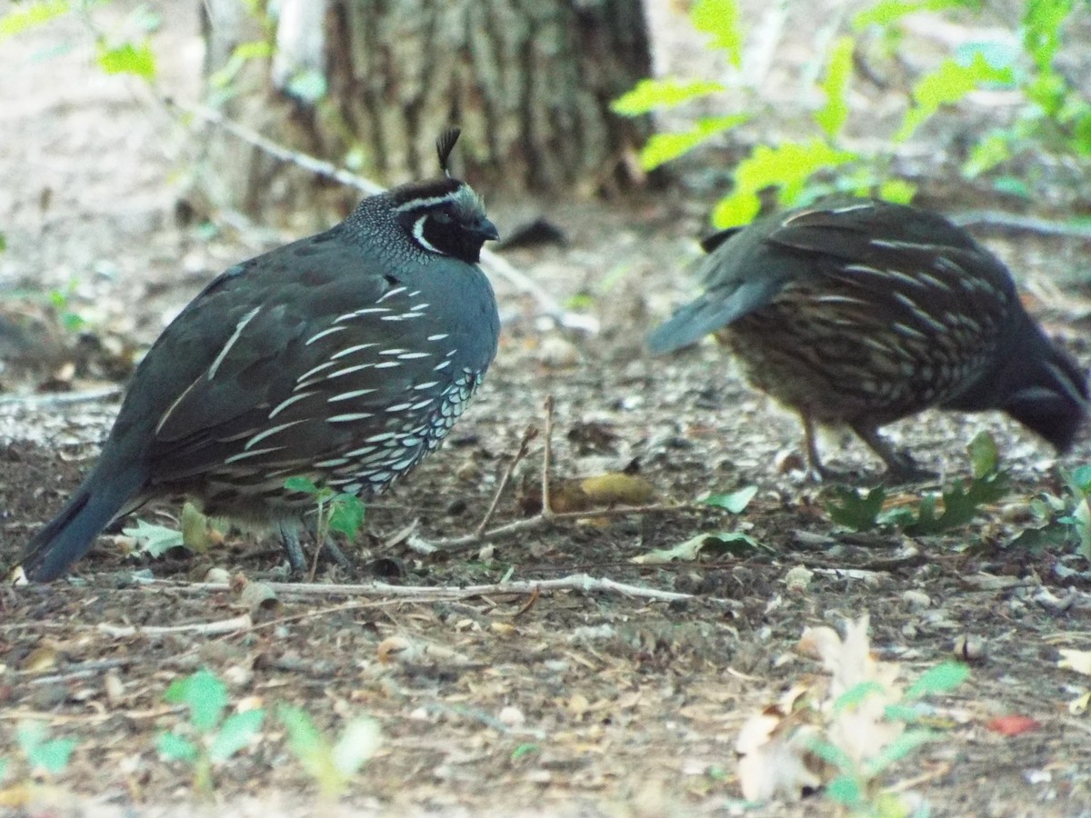 California Quail - ML93700861