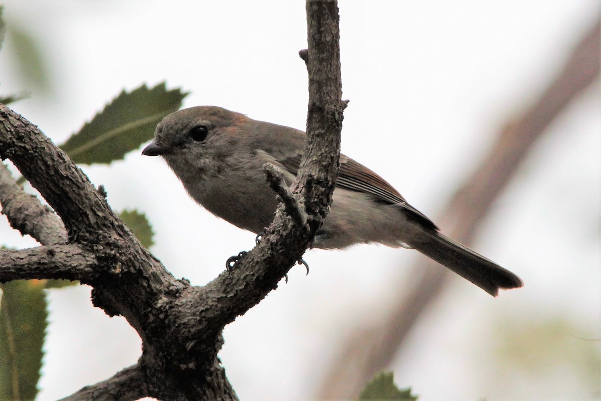 Golden Whistler - ML93701381