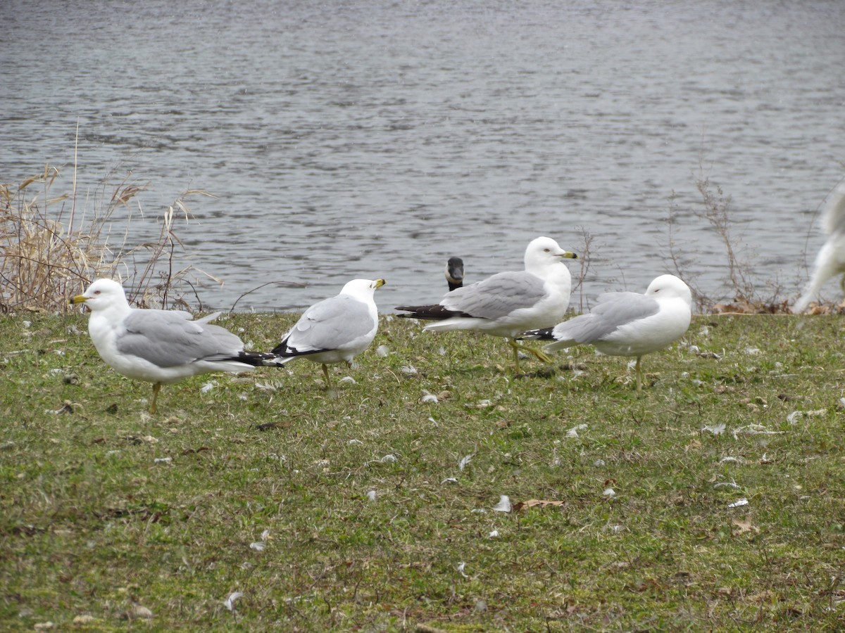 Ring-billed Gull - ML93702151