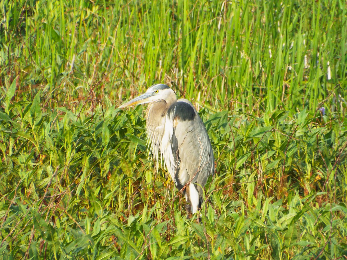 Great Blue Heron - Brenton Reyner