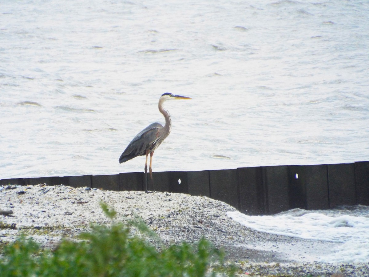 Great Blue Heron - ML93704261