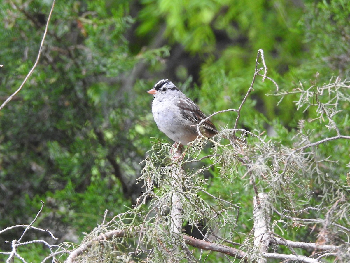 Bruant à couronne blanche - ML93705601