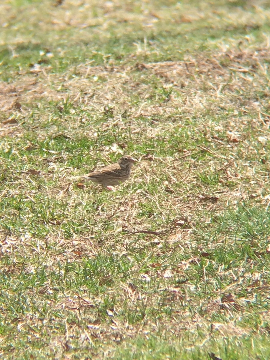 Vesper Sparrow - Danny Karlson