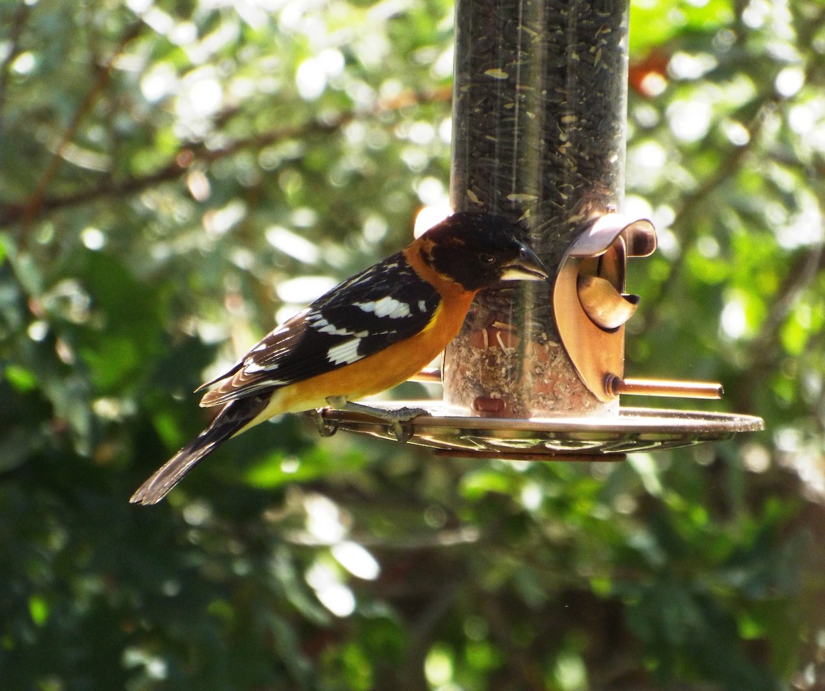 Black-headed Grosbeak - ML93706801