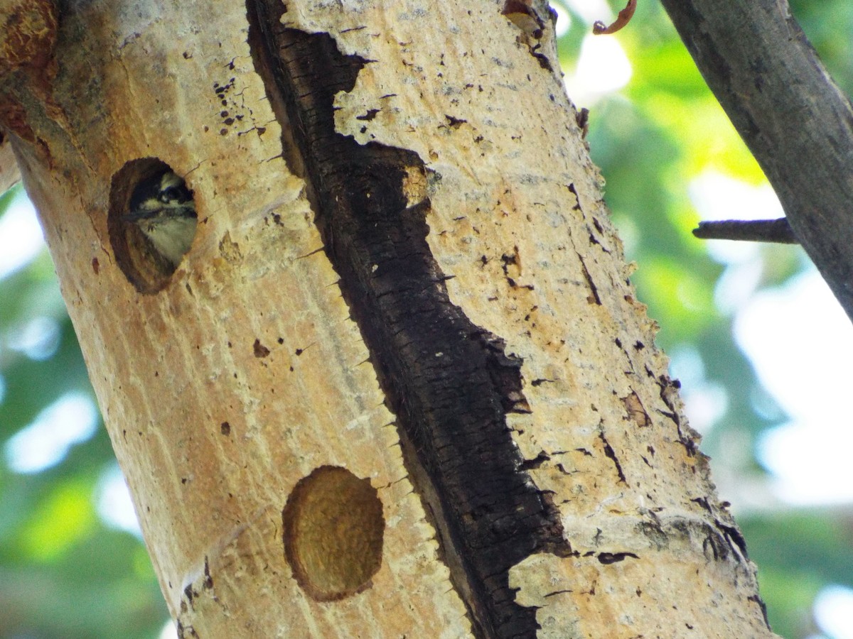 Downy Woodpecker - ML93707231