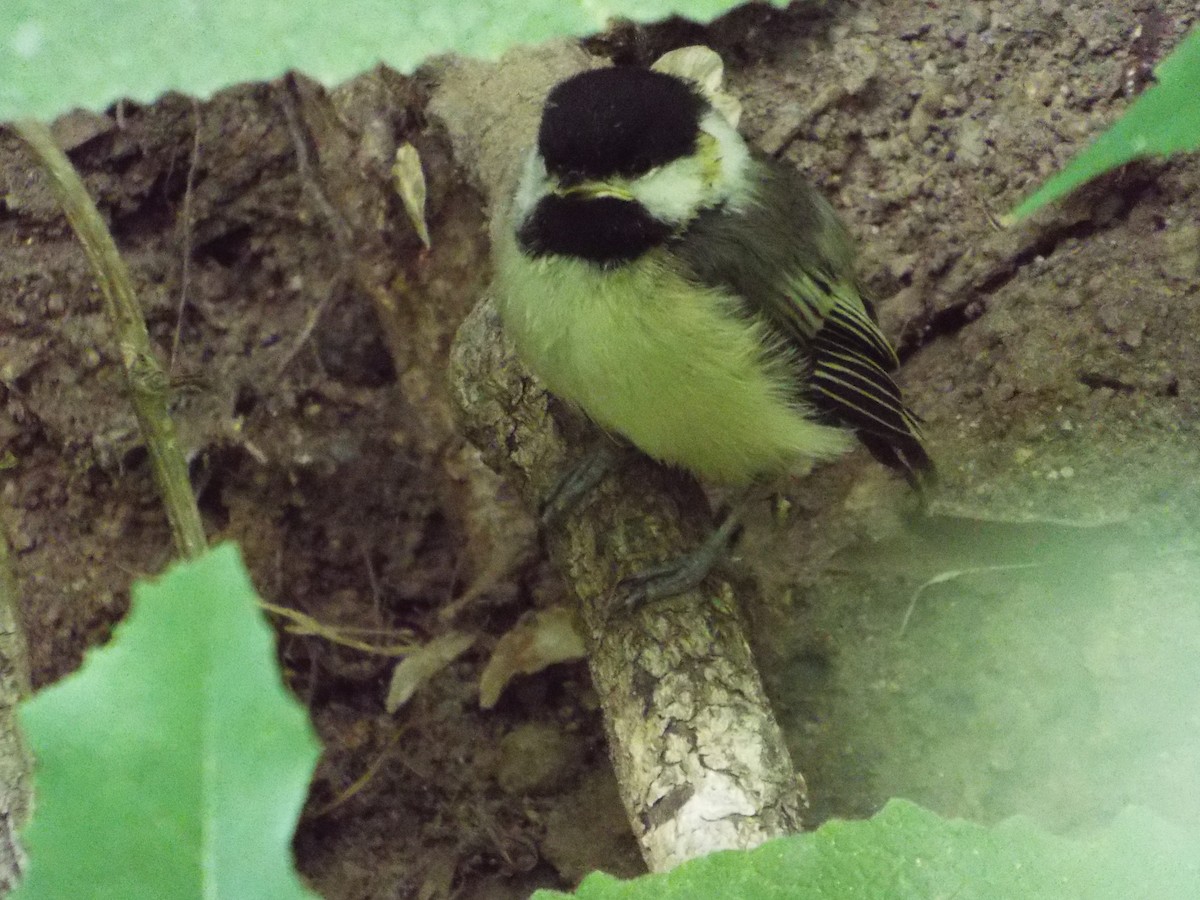 Black-capped Chickadee - ML93707301