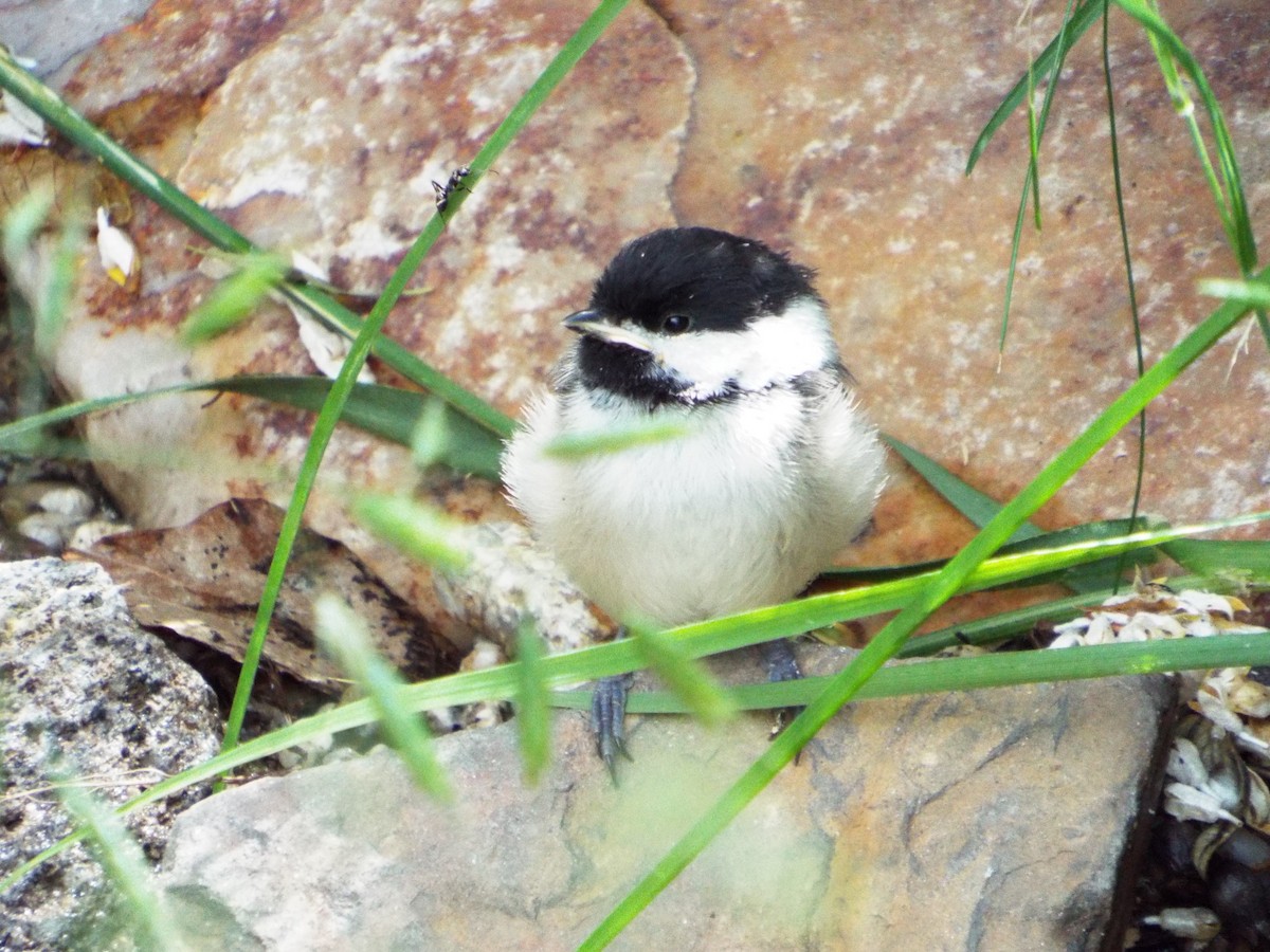 Black-capped Chickadee - ML93707321