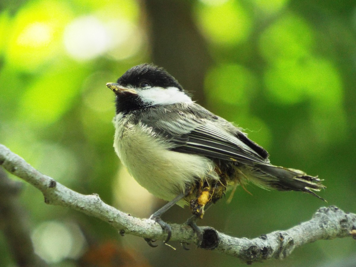 Black-capped Chickadee - ML93707331